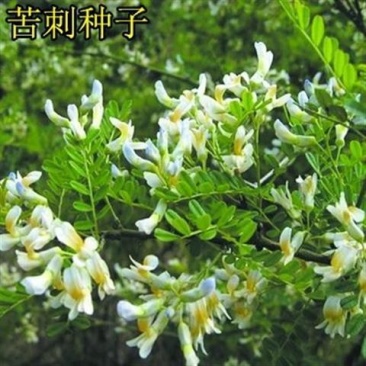 苦刺种当年新采摘苦刺花种子狼牙刺种子铁马胡烧白刺花种林木