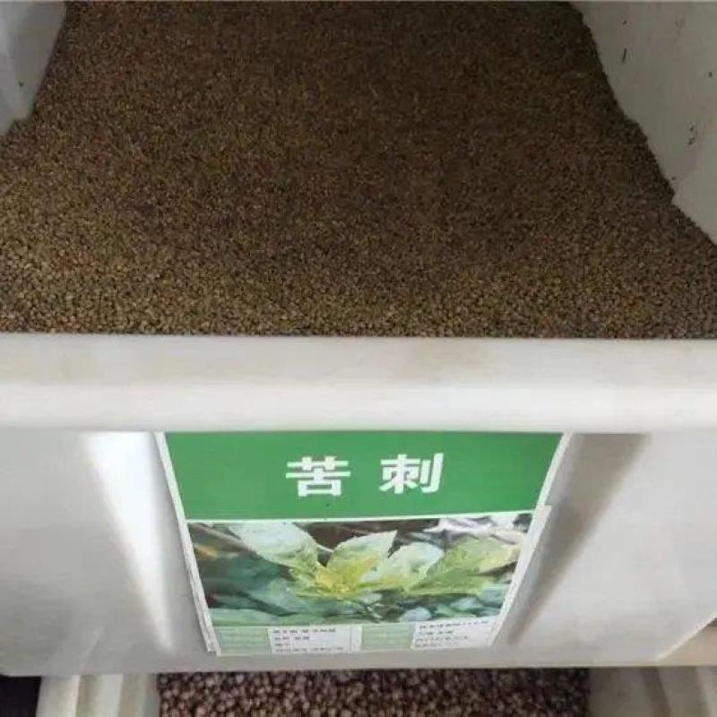 苦刺种当年新采摘苦刺花种子狼牙刺种子铁马胡烧白刺花种林木