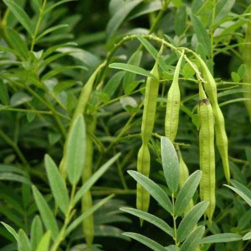 苦刺种当年新采摘苦刺花种子狼牙刺种子铁马胡烧白刺花种林木