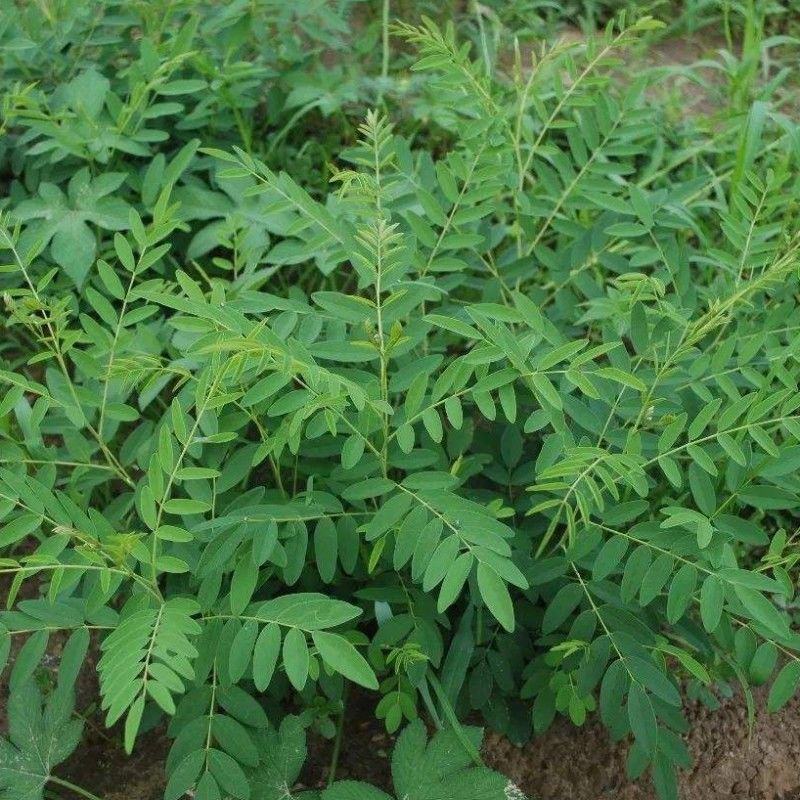 苦刺种当年新采摘苦刺花种子狼牙刺种子铁马胡烧白刺花种林木