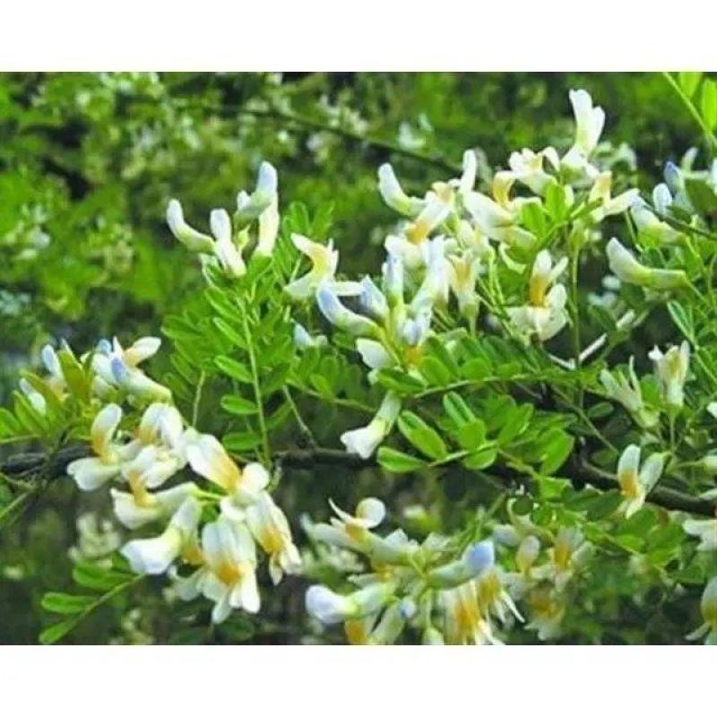 苦刺种当年新采摘苦刺花种子狼牙刺种子铁马胡烧白刺花种林木