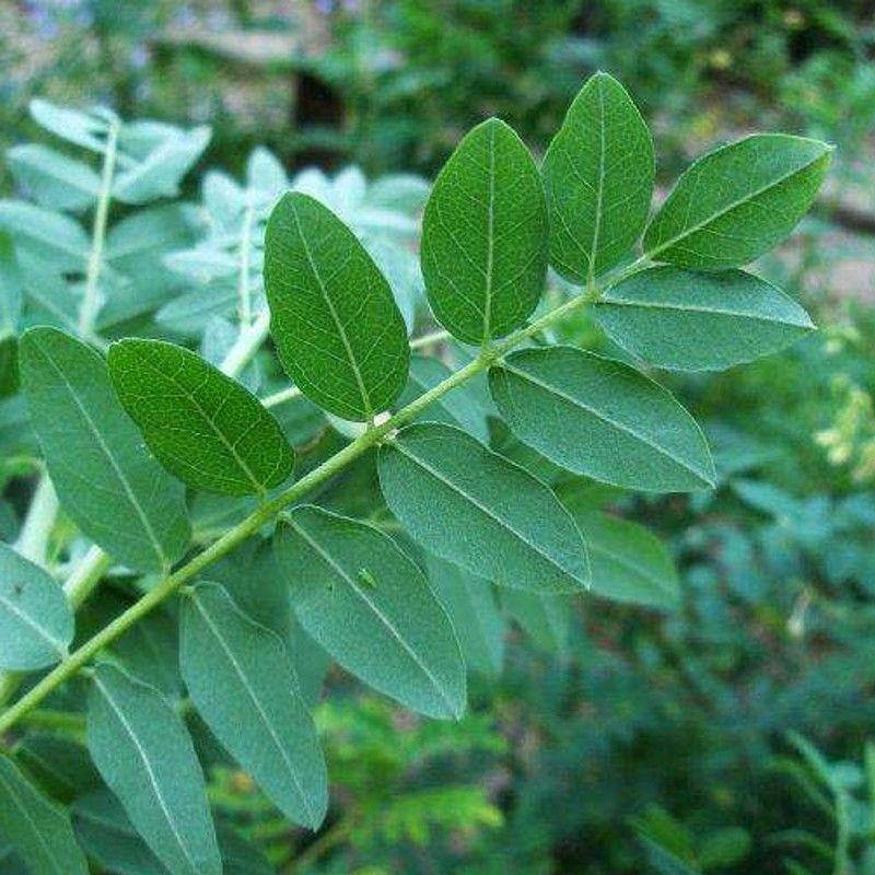 苦刺种当年新采摘苦刺花种子狼牙刺种子铁马胡烧白刺花种林木