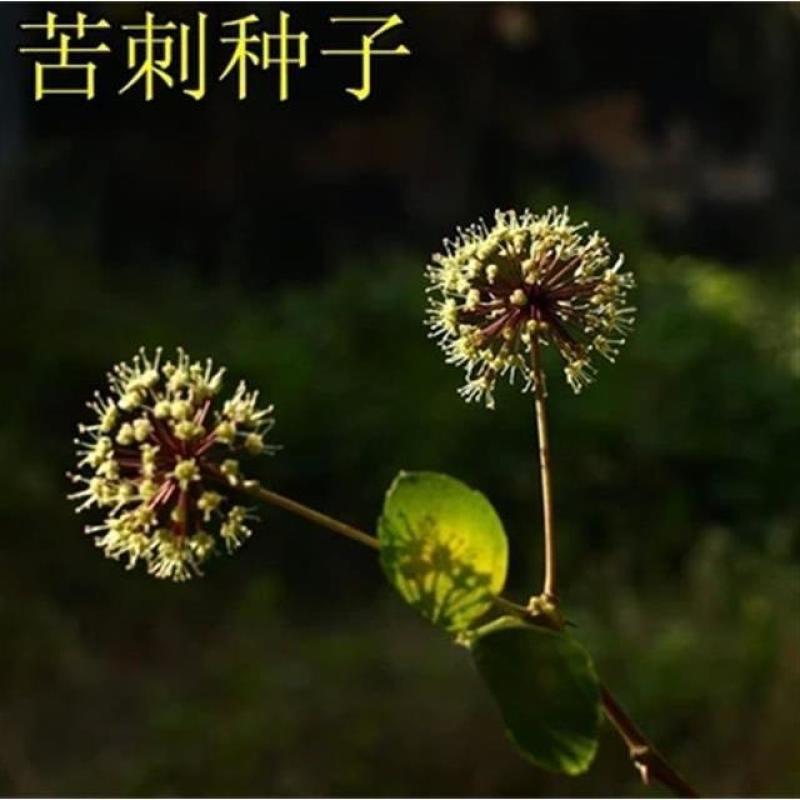 苦刺种当年新采摘苦刺花种子狼牙刺种子铁马胡烧白刺花种林木