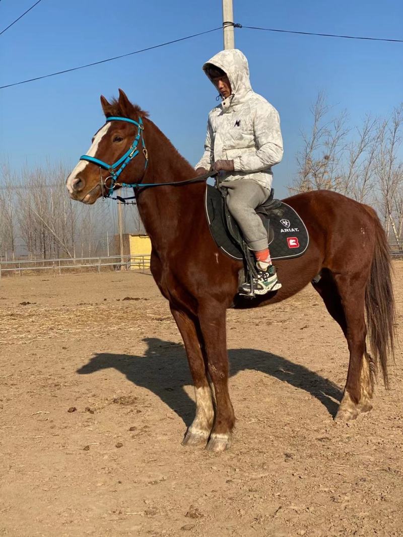 汗血马，温血马，半血马骑乘大马