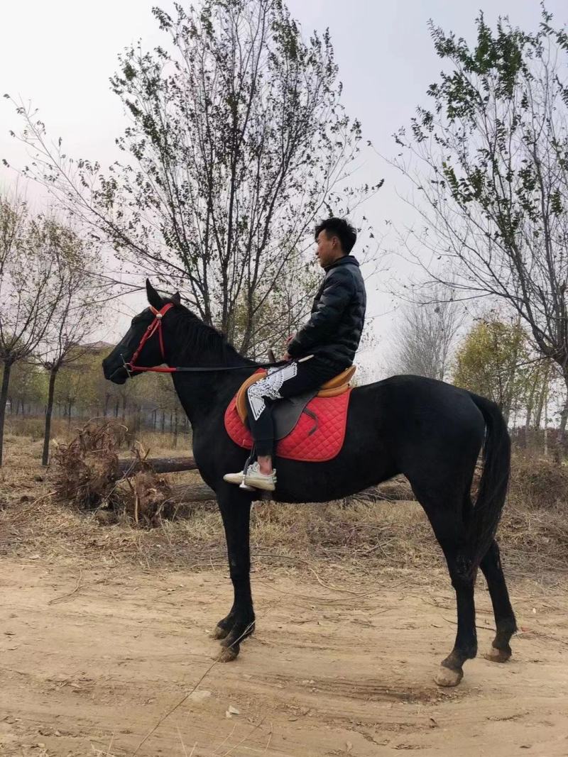 汗血马，温血马，半血马骑乘大马