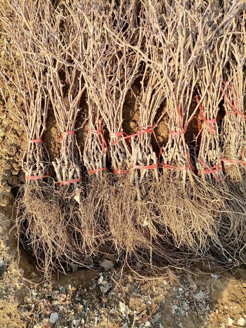 玫瑰香葡萄苗中晚熟浓玫瑰香型特甜）保纯保活，基地直发