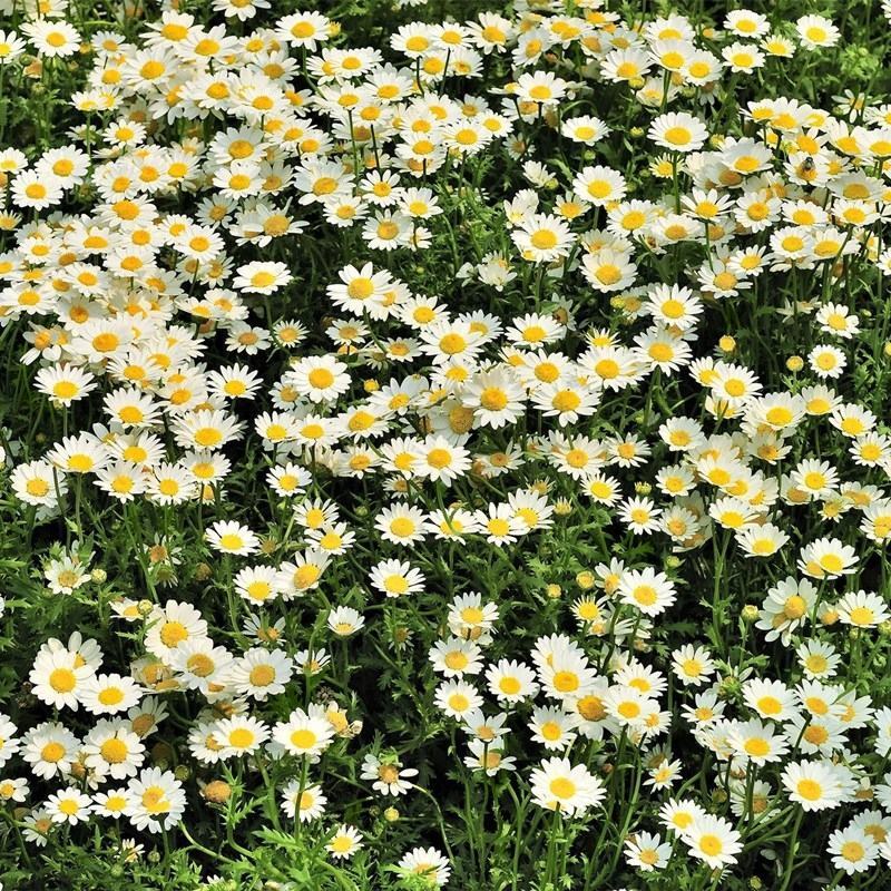 白晶菊种子四季种盆栽易种庭院盆栽二年生小白菊花籽耐寒耐热