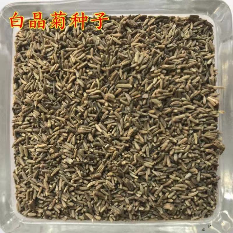 白晶菊种子四季种盆栽易种庭院盆栽二年生小白菊花籽耐寒耐热