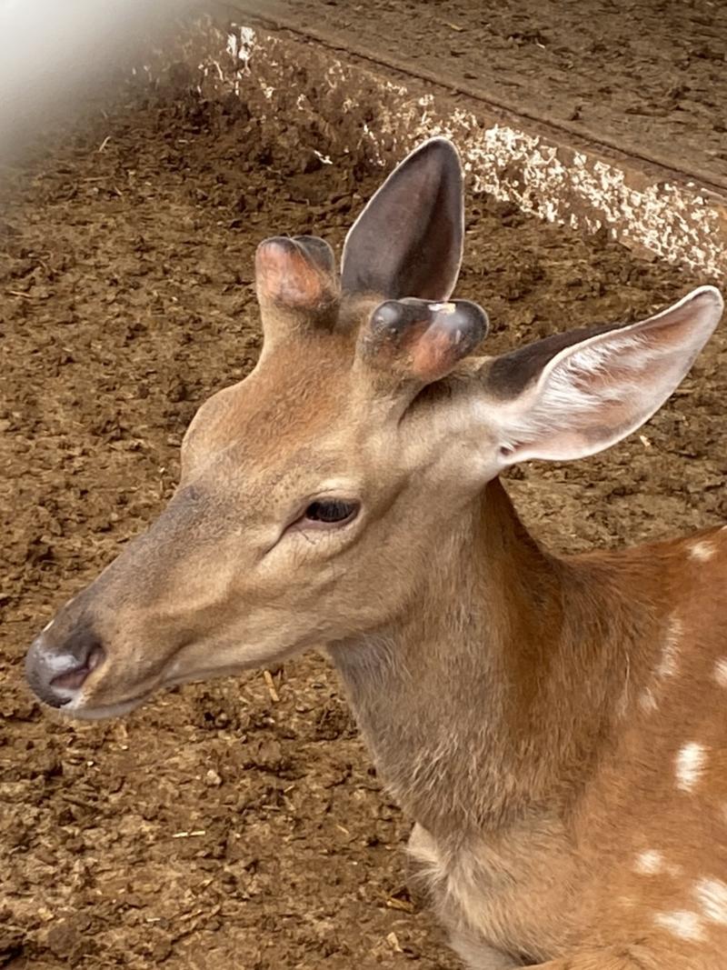 【推荐】梅花鹿种鹿，养殖鹿，生产鹿，经济鹿，特种养殖