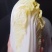 广西横县大白菜夏阳白菜京白菜小玲珑娃娃菜