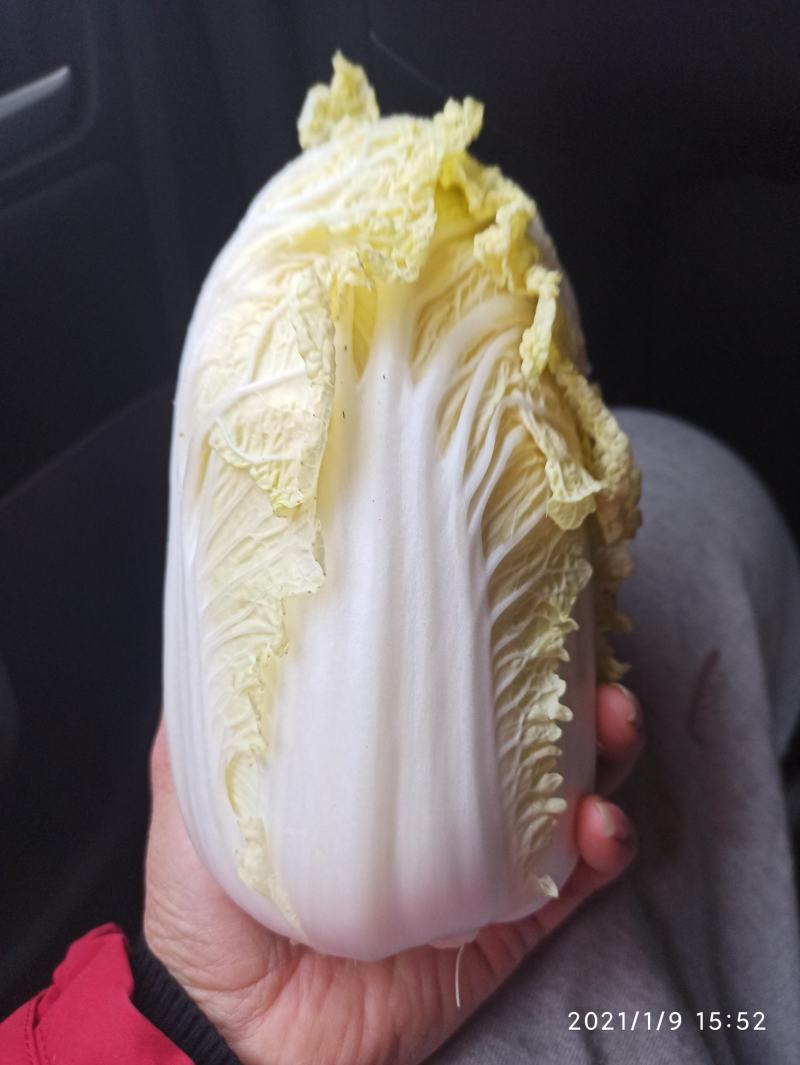 广西横县大白菜夏阳白菜京白菜小玲珑娃娃菜