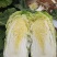 广西横县大白菜夏阳白菜京白菜小玲珑娃娃菜