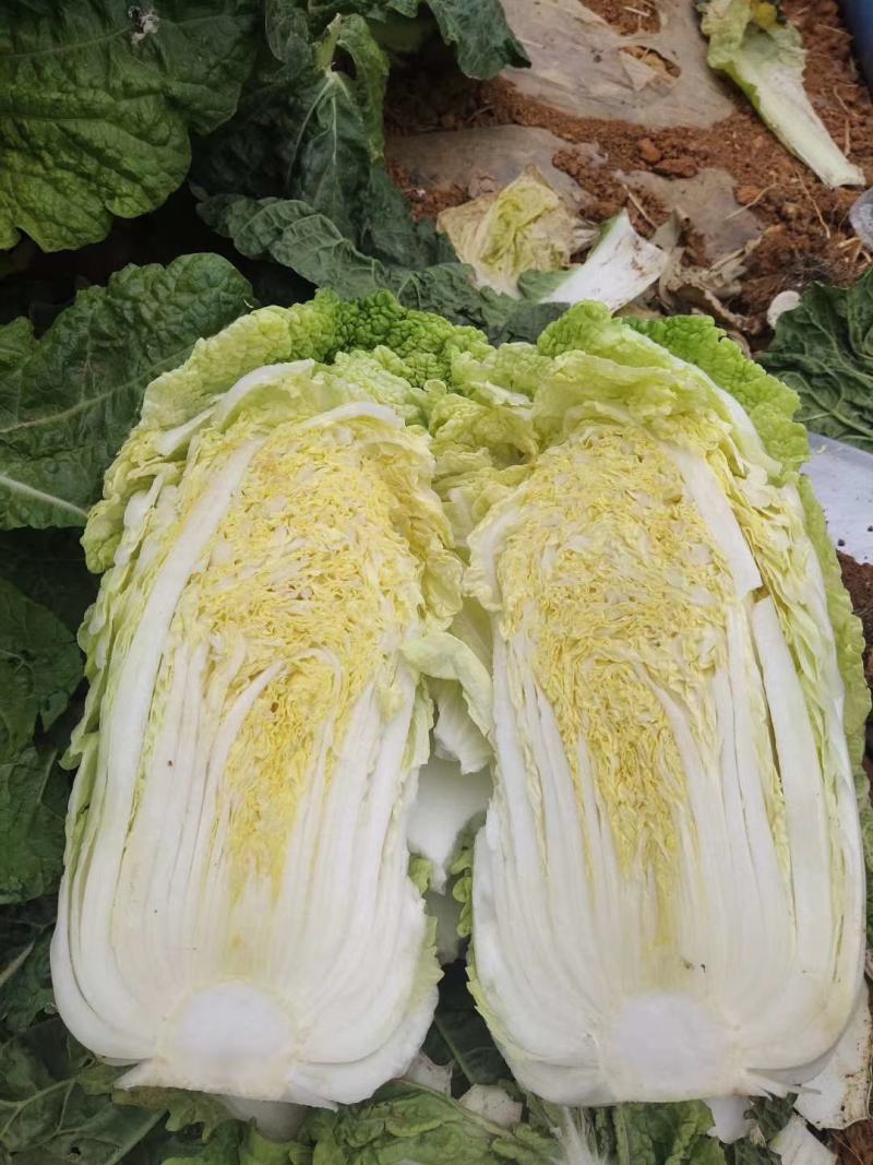 广西横县大白菜夏阳白菜京白菜小玲珑娃娃菜