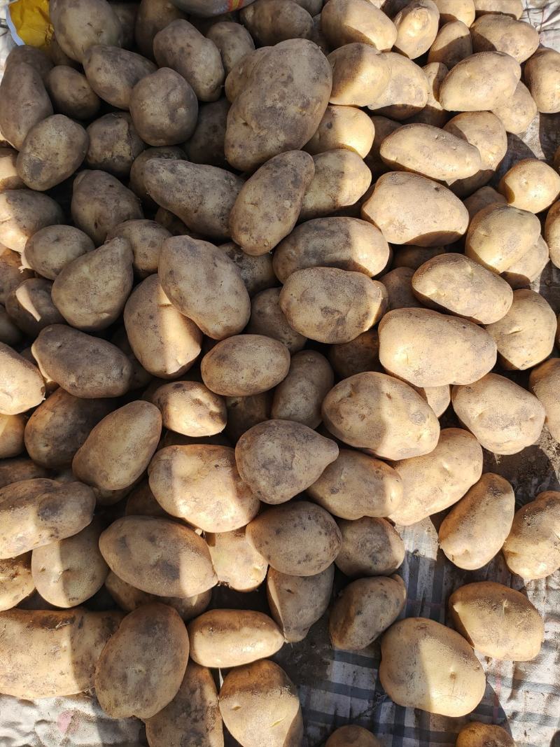 精品土豆黄心白心量大货优供应各种应季蔬菜