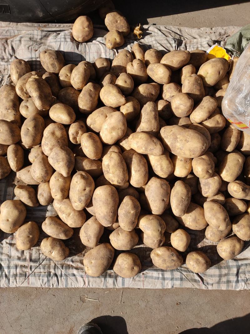 精品土豆黄心白心量大货优供应各种应季蔬菜