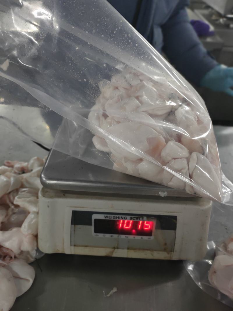 鲜白鲢鱼泡真空2斤装鱼肚工厂直发货源稳定供酒店