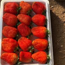 草莓，新鲜草莓个个饱满个大又甜