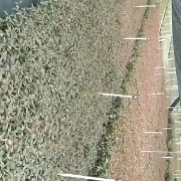 桉树苗批发零售量大从优