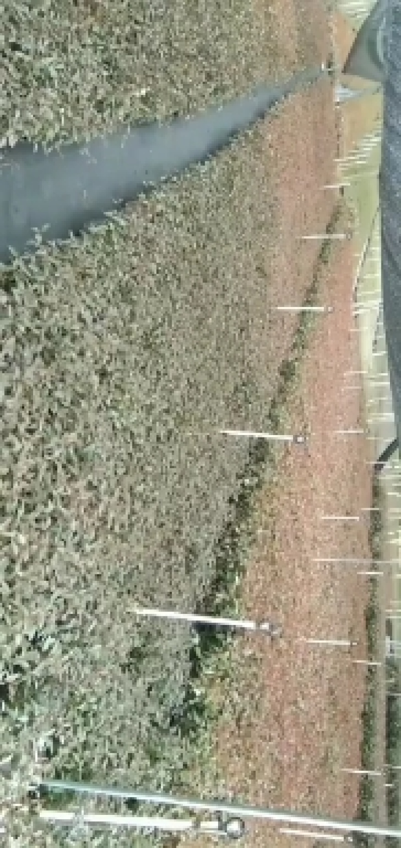 桉树苗批发零售量大从优
