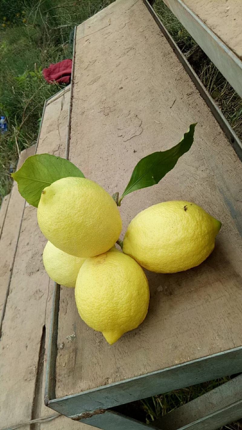 柠檬，欢迎新朋友订购。安岳柠檬，大量出货，有机品质，