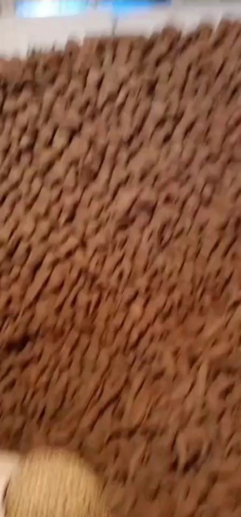 【火爆品种】红心王地瓜欢迎采购商来采购