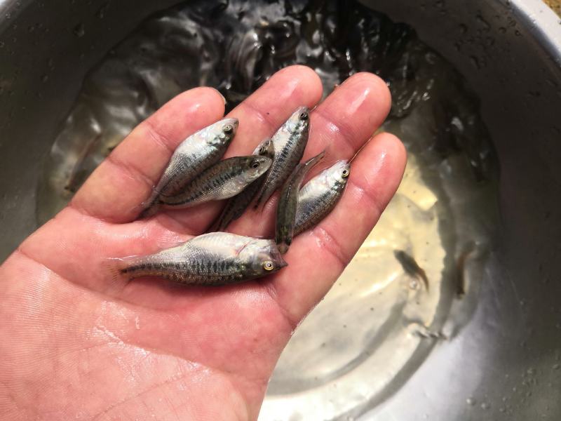 广东佛山加州鲈鱼苗优3，百万现苗，支持全国各地发货