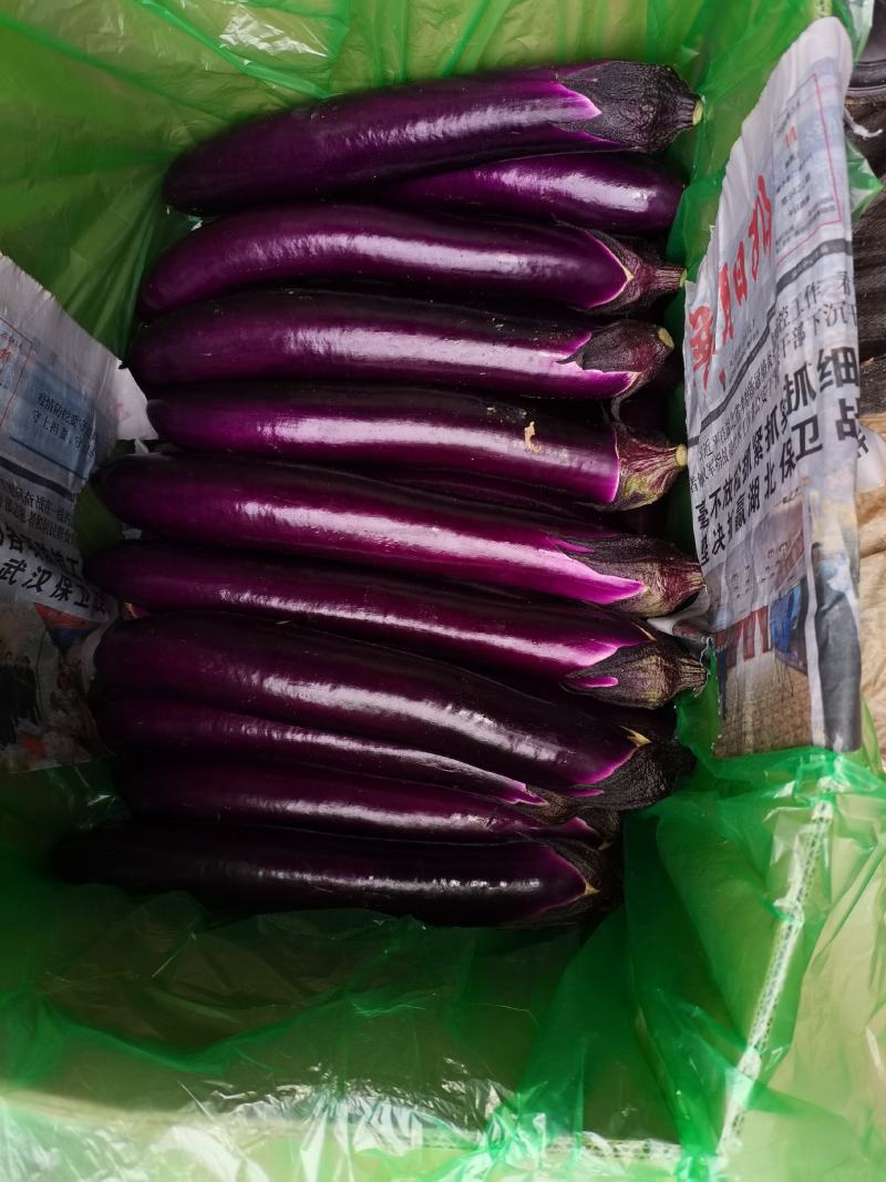 西双版纳精品红茄上市，自种和代收，欢迎全国客商考察合作。