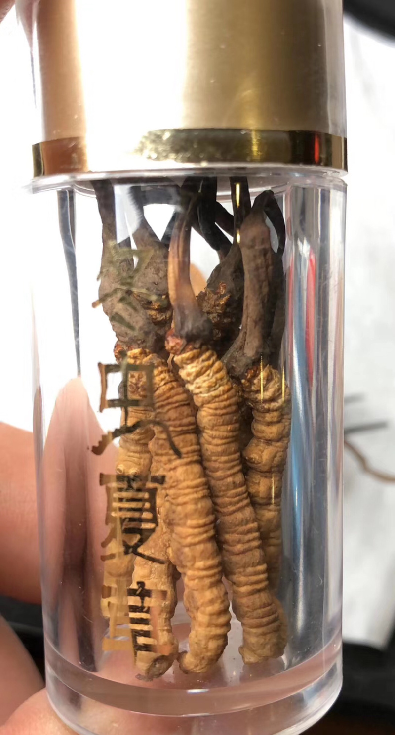 冬虫夏草西藏冬虫夏草一瓶10条5瓶起售正宗那曲