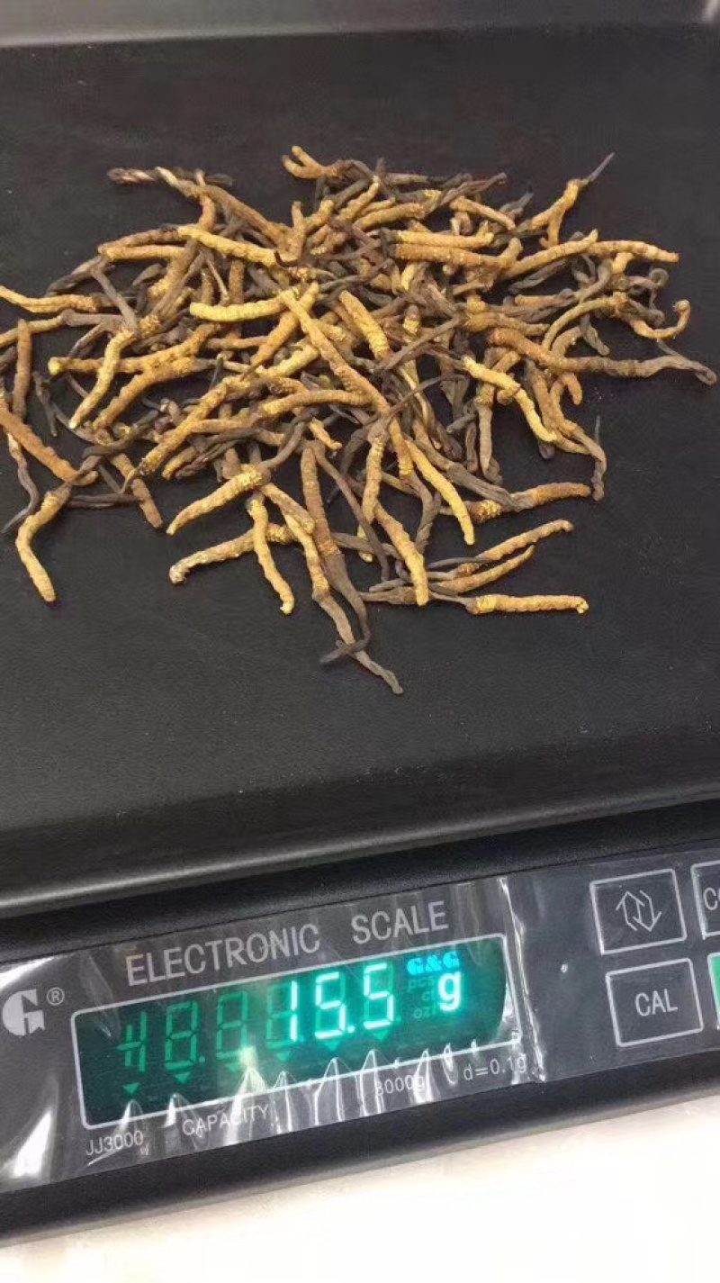 冬虫夏草西藏冬虫夏草一瓶10条5瓶起售正宗那曲
