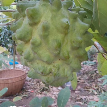 嫁接台湾释迦果苗，正品
