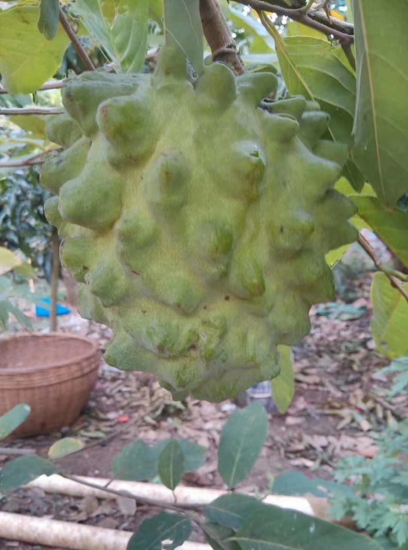 嫁接台湾释迦果苗，正品