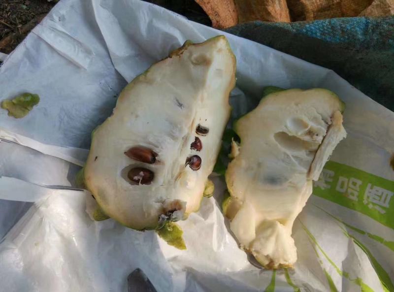 嫁接台湾释迦果苗，正品
