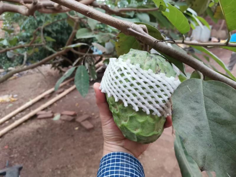 嫁接台湾释迦果苗，正品