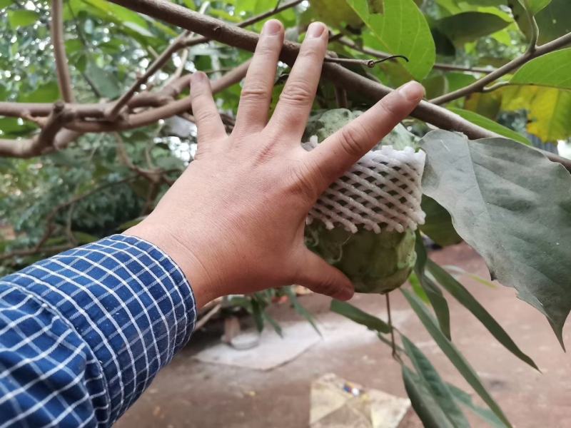 嫁接台湾释迦果苗，正品