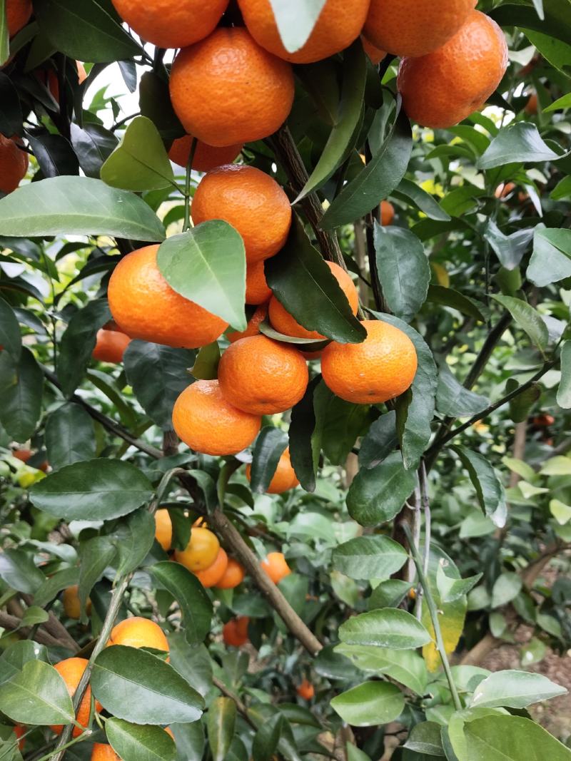 水果，甘橘，砂糖橘，沙糖橘