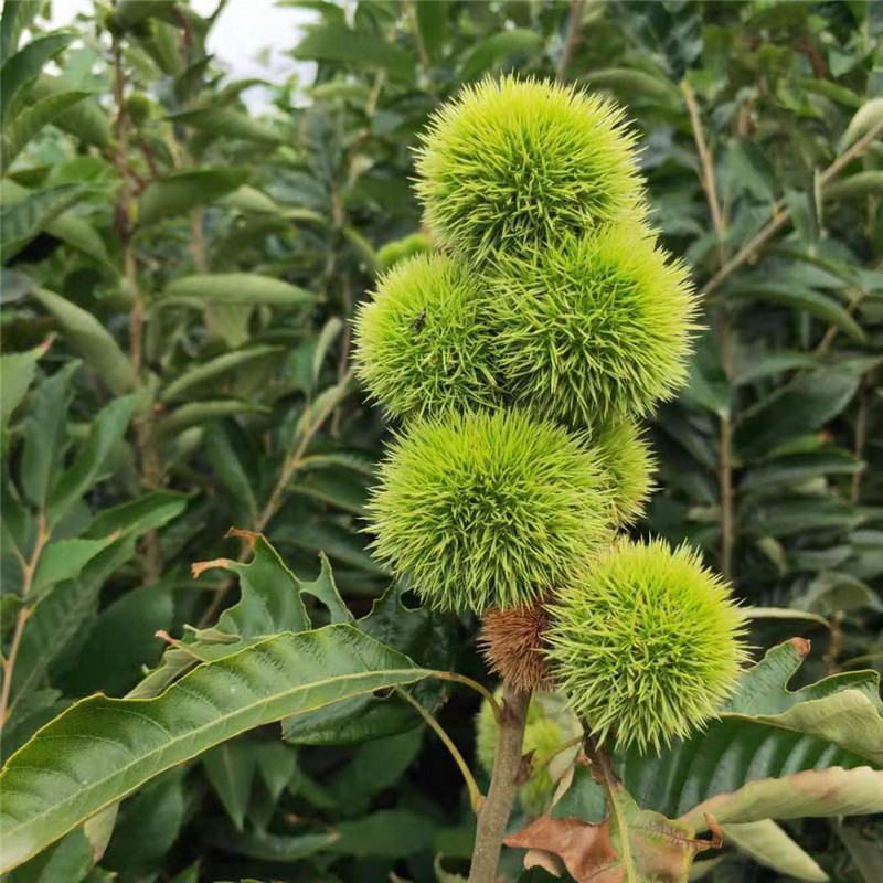 嫁接板栗苗大红袍板栗苗批发泰山薄壳板栗苗现挖现发