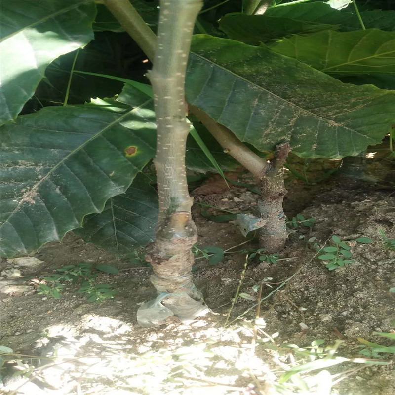 嫁接板栗苗大红袍板栗苗批发泰山薄壳板栗苗现挖现发