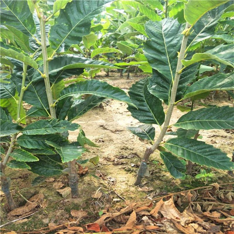 嫁接板栗苗大红袍板栗苗批发泰山薄壳板栗苗现挖现发
