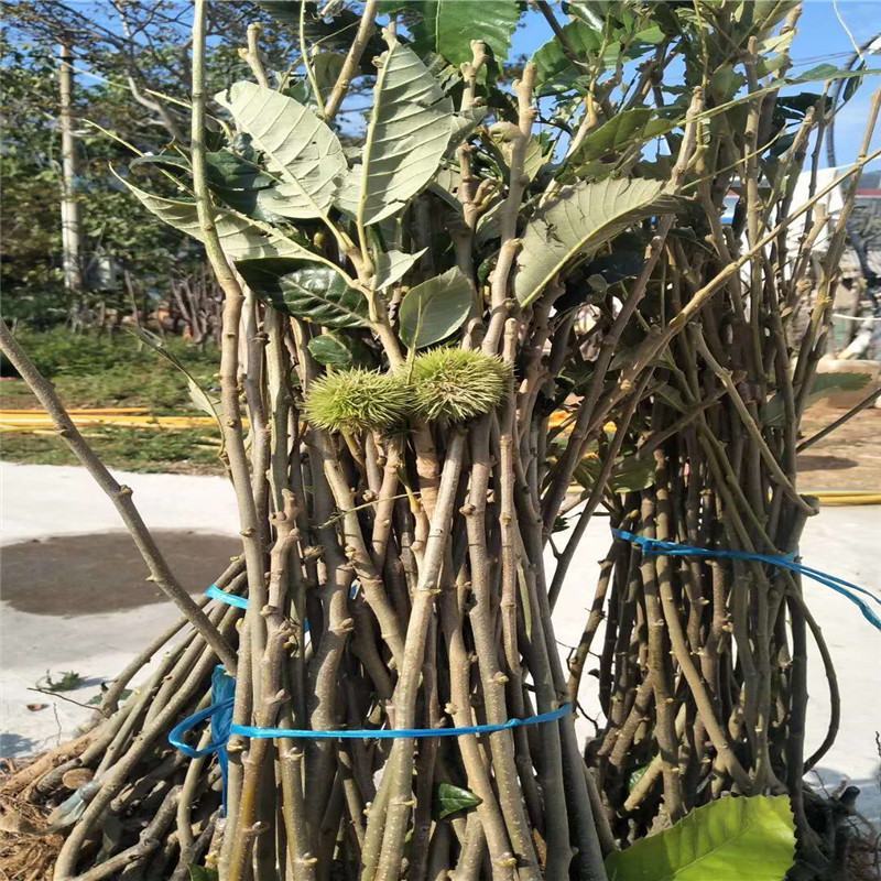 嫁接板栗苗大红袍板栗苗批发泰山薄壳板栗苗现挖现发