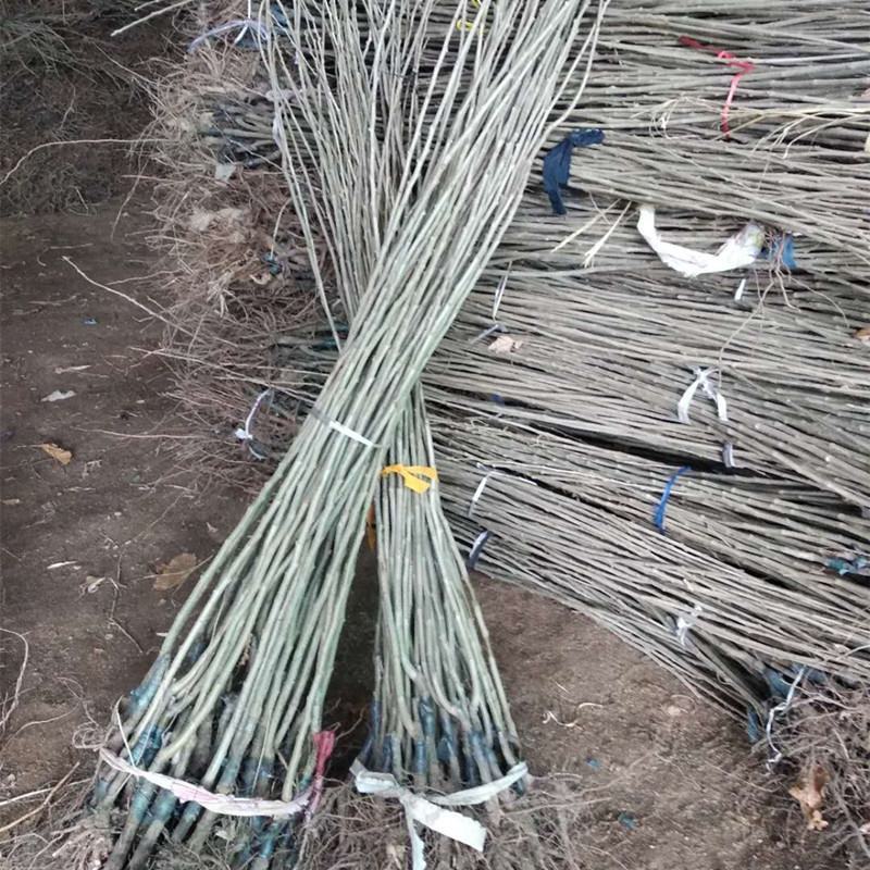 嫁接板栗苗大红袍板栗苗批发泰山薄壳板栗苗现挖现发