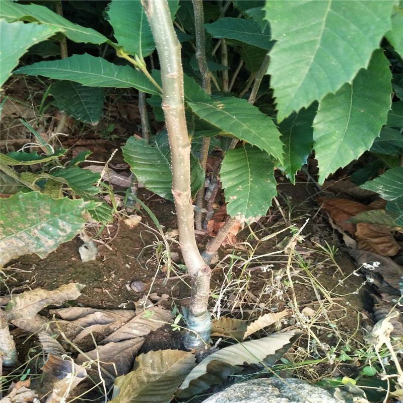 嫁接板栗苗大红袍板栗苗批发泰山薄壳板栗苗现挖现发