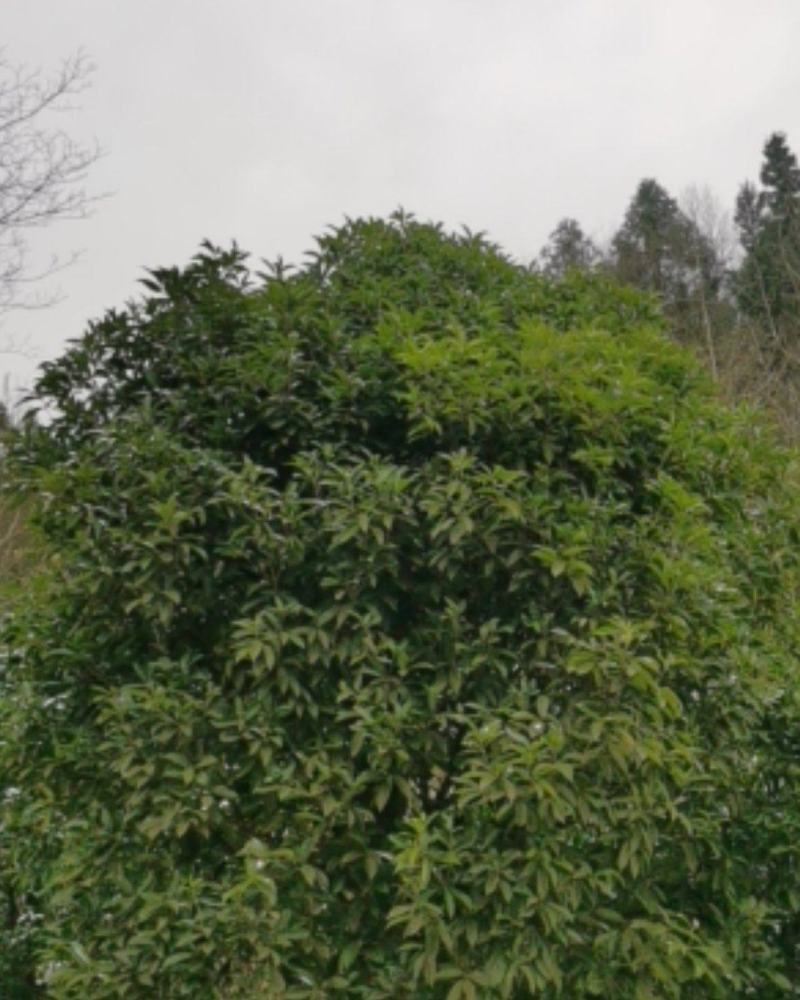 产地直销桂花树，大小规格齐全，量大从优，欢迎选购。