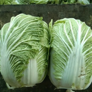 精品库存大白菜！需要的老板联系