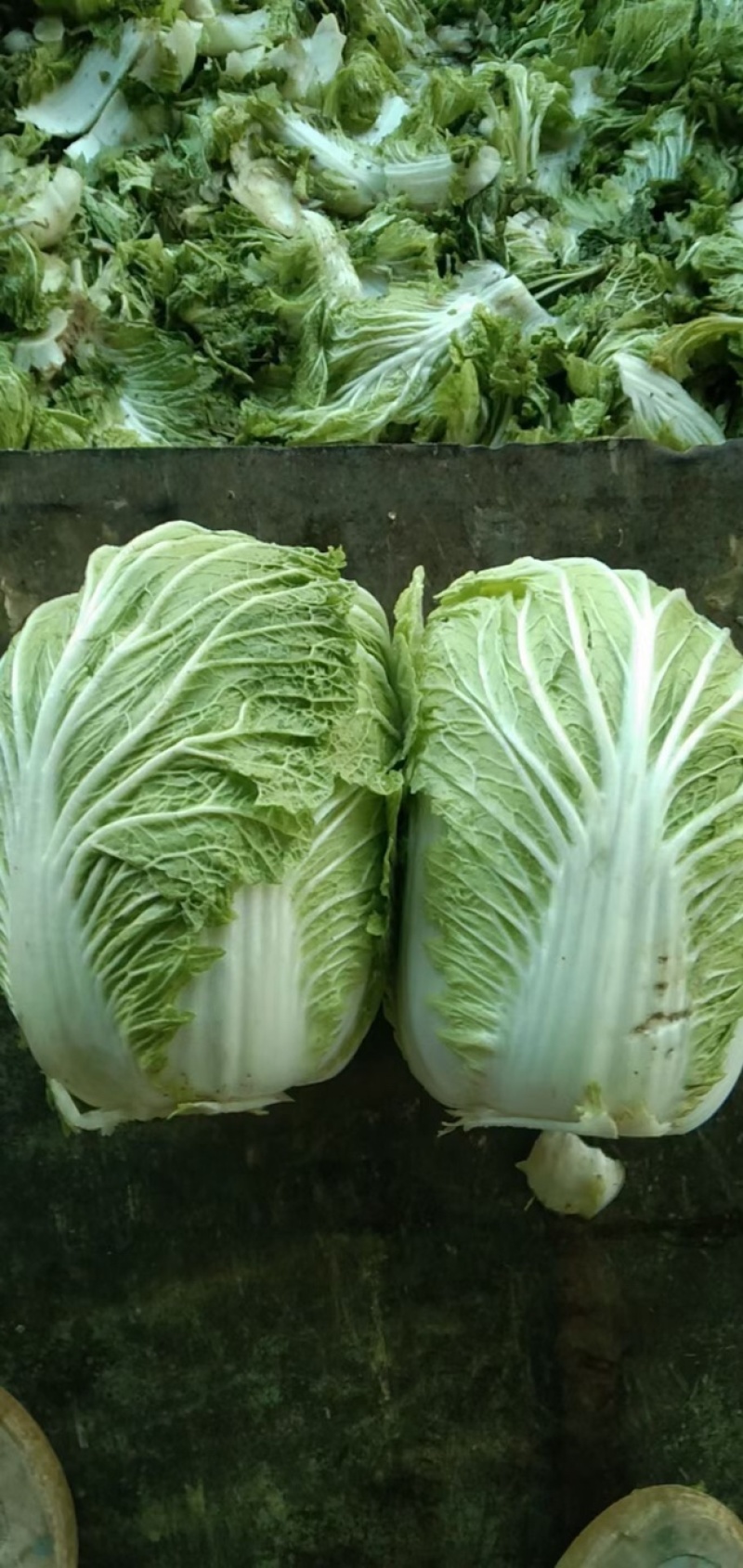 精品库存大白菜！需要的老板联系