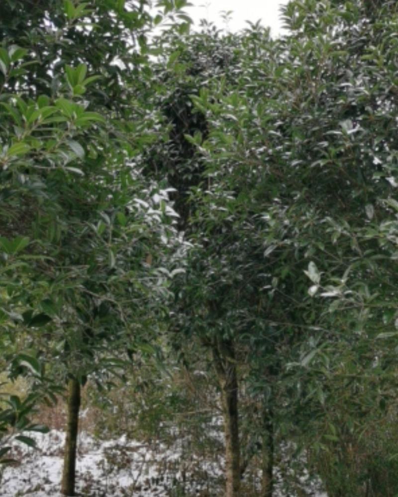 产地直销桂花树，大小规格齐全，量大从优，欢迎选购。