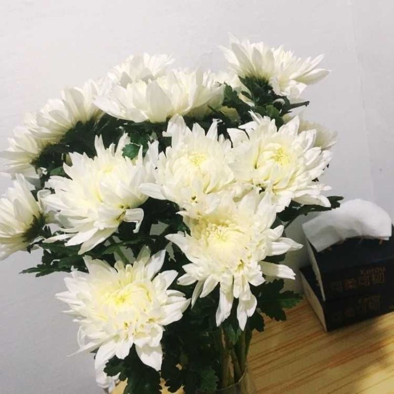 海南优质白黄菊花鲜花种植基地，菊花50～80cm大量上市