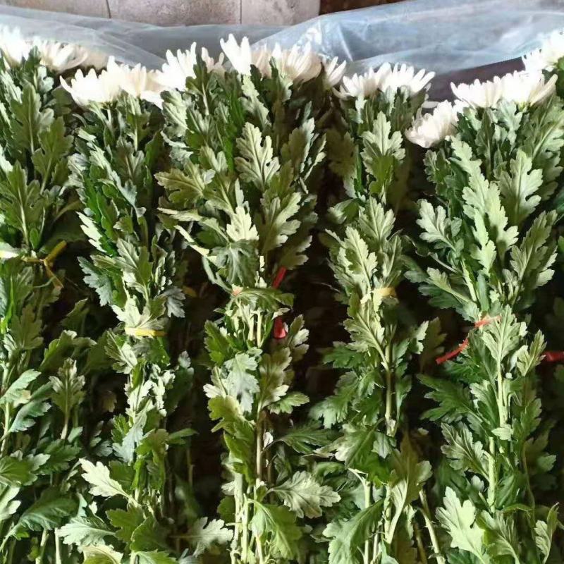 海南优质白黄菊花鲜花种植基地，菊花50～80cm大量上市