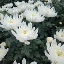 海南优质白黄菊花鲜花种植基地，菊花50～80cm大量上市