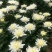 海南优质白黄菊花鲜花种植基地，菊花50～80cm大量上市