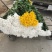海南优质白黄菊花鲜花种植基地，菊花50～80cm大量上市